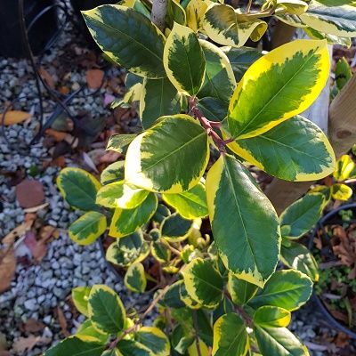 Ilex Golden King-Golden variegated holly shrub