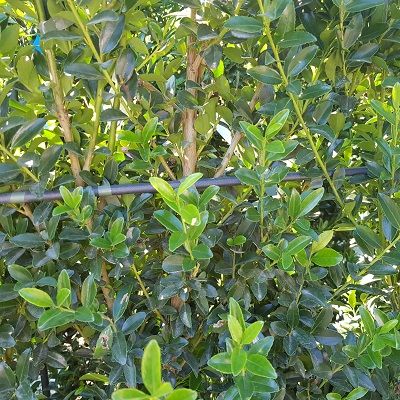 Ilex maximowicziana-Japanese Holly, shrub on espalier frame