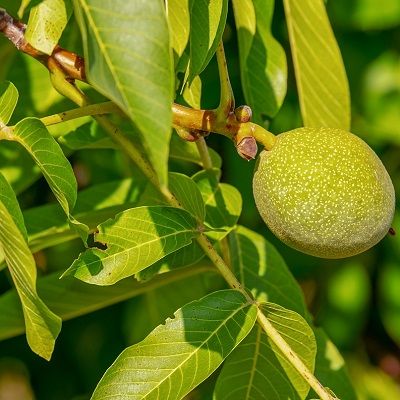 Juglans regia-Common Walnut, Pack of 10 Cell Grown Plants