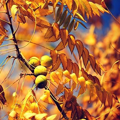 Juglans regia-English Walnut Tree