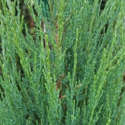 Juniperus virginiana Blue Arrow-Rocky Mountain Juniper