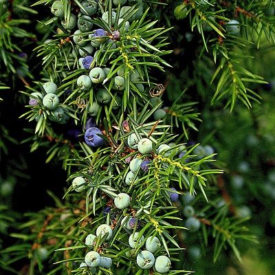 Juniperus communis (UK Grown)-Common Juniper, Pack of 10 Cell Grown Plants