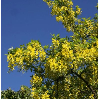Laburnum x watereri Vossii-Voss's Laburnum
