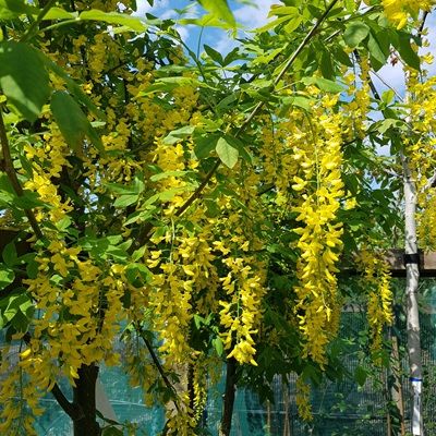 Laburnum Vossii-Laburnum, Half Standard Form