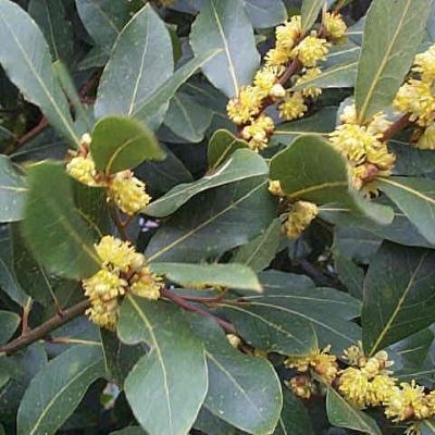 Laurus nobilis-Bay, shrub form