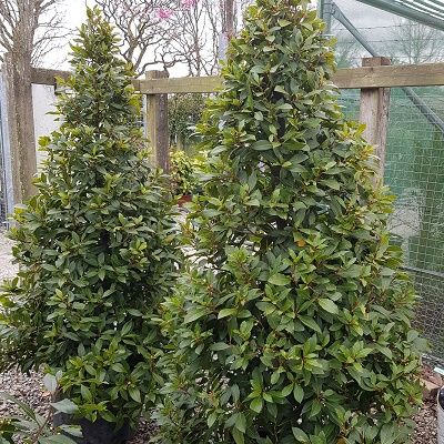 Laurus nobilis-Bay Laurel, Cone Form