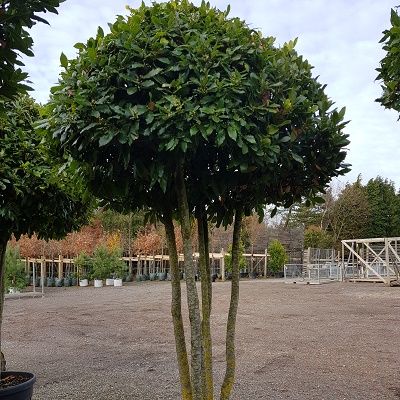 Laurus nobilis-Bay Tree, Multistem Form