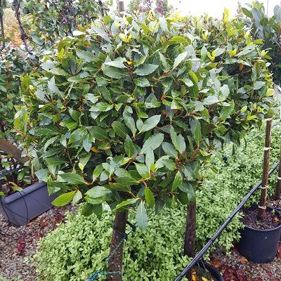 Laurus nobilis-BAY TREE, 3/4 Standard Form