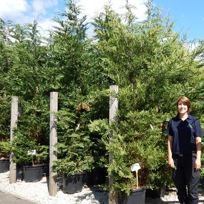 Cuprocyparis leylandii-Leyland Cypress Evergreen Conifer