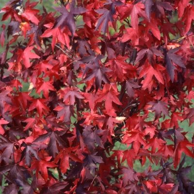 Liquidambar styraciflua-Sweet Gum Tree, Feathered Form