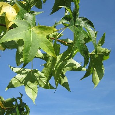 Liquidambar styraciflua-Sweetgum tree