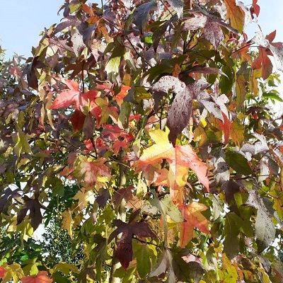 Liquidambar styraciflua Worplesdon-Sweet Gum, Half Standard Form