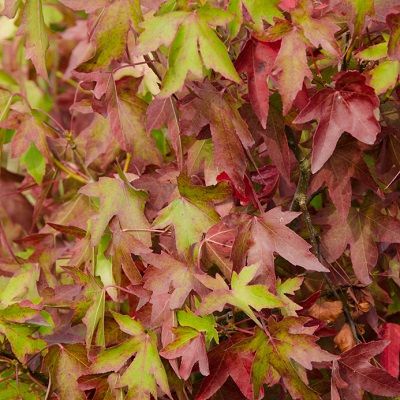 Liquidambar styraciflua Worplesdon-Sweet Gum, Feathered Form