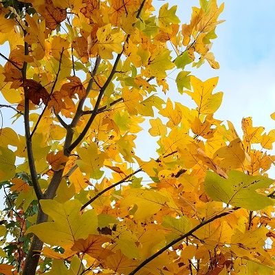 Liriodendron tulipifera-Tulip Tree