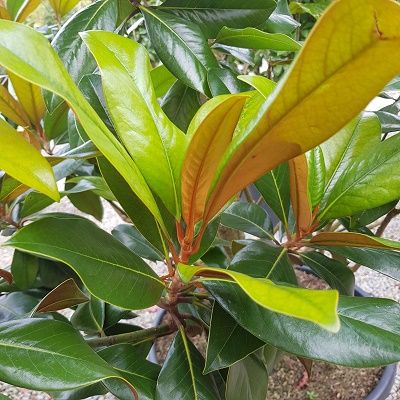 Magnolia grandiflora Gallisoniensis-Evergreen, Bull Bay Magnolia