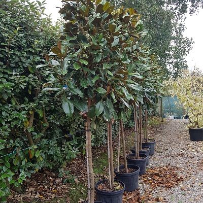Magnolia grandiflora Goliath-Evergreen Magnolia, Half Standard Form