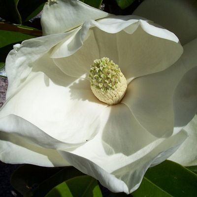 Magnolia grandiflora Goliath-Evergreen Magnolia, Standard Form