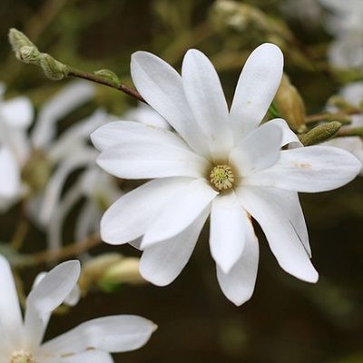 Magnolia stellata-Star Magnolia Shrub Form