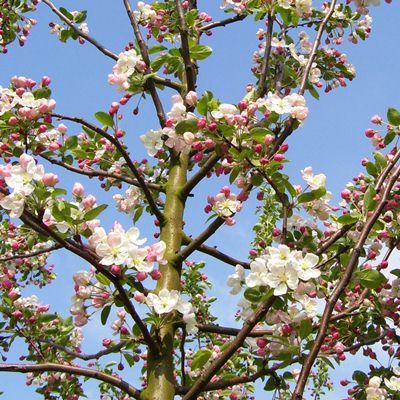 Malus Evereste-Crab Apple Tree