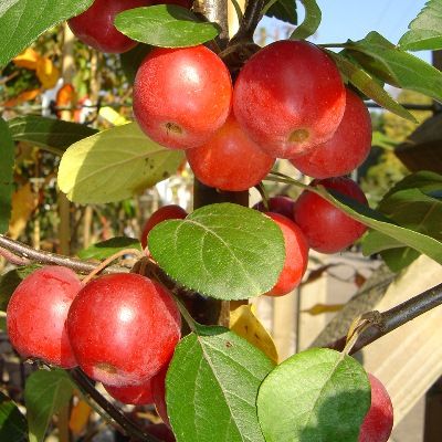 Malus Gorgeous-Crab Apple Gorgeous