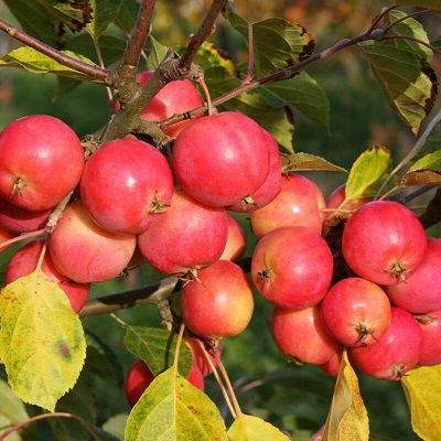 Malus Jelly King-Crab Apple Jelly King