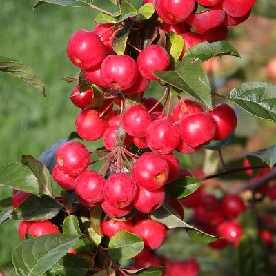 Malus Red Sentinel-Crab Apple Red Sentinel