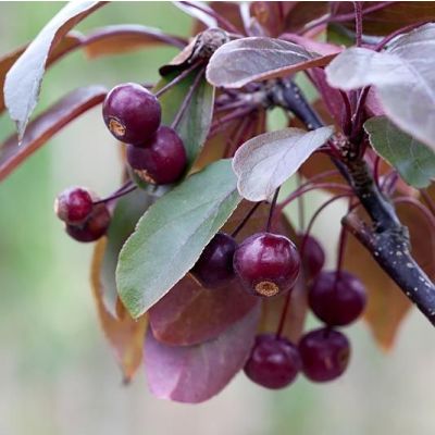 Malus Toringo Scarlet -Crab Apple Toringo Scarlet