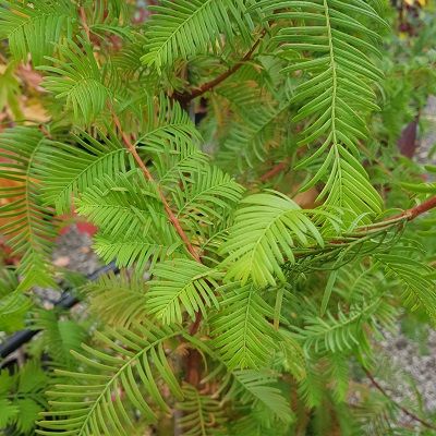 Metasequoia glyptostroboides-Dawn Redwood