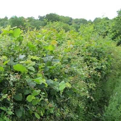 Mixed Native Hedging-Pack of 25 Bareroot Plants