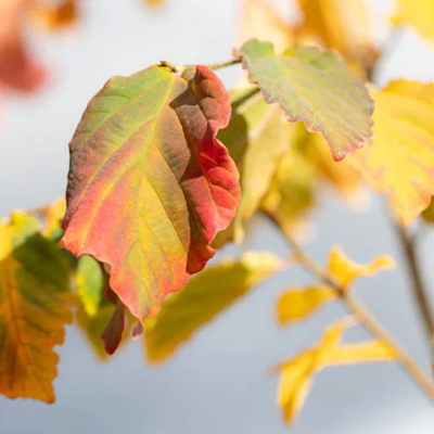 Parrotia persica-Persian Ironwood Tree, Multi-Trunk form