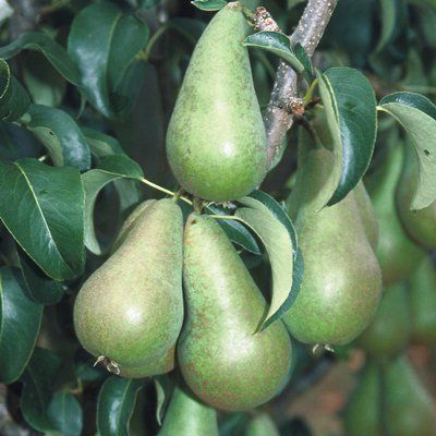 Pear Concorde-2yr bush Quince A rootstock