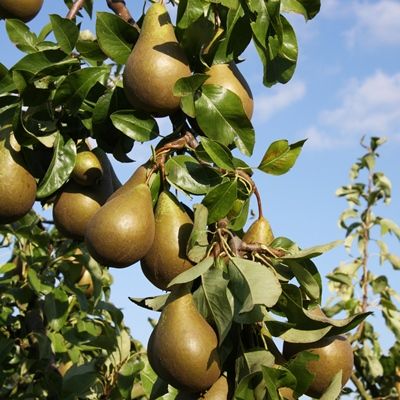 Pear Conference-2yr bush Quince A rootstock