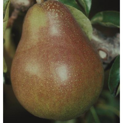 Pear Doyenne du Comice-2yr bush Quince A rootstock Comice Pear Tree