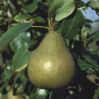 Pear Williams Bon Chretien-2yr bush Quince A rootstock