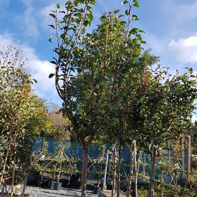 Pear Williams-Williams Pear Tree, Half Standard Form