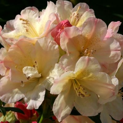 Rhododendron Percy Wiseman-Evergreen Rhododendron Yakushimanum