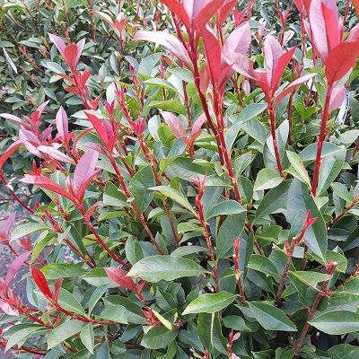 Photinia Carre Rouge-Compact Photinia, Half Standard Form