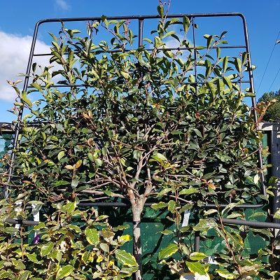 Photinia Carre Rouge-Compact Photinia, Half Standard, Pleached Form