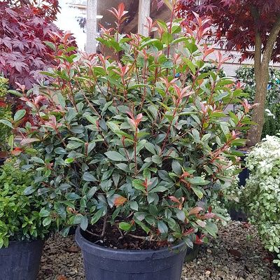 Photinia Red Robin-Red Robin Ball Form