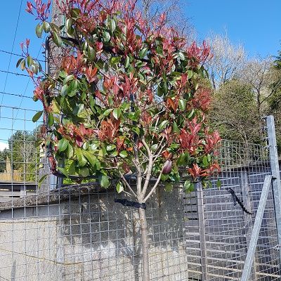 Photinia Red Robin-Half Standard, Pleached Form