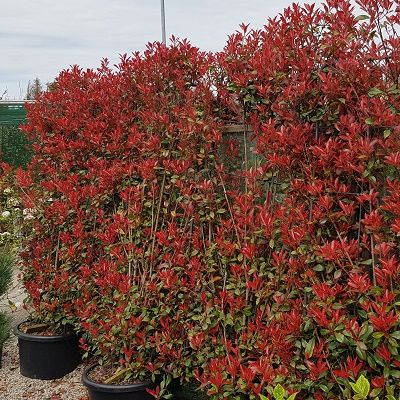 Photinia Red Robin-Shrub on Espalier Frame