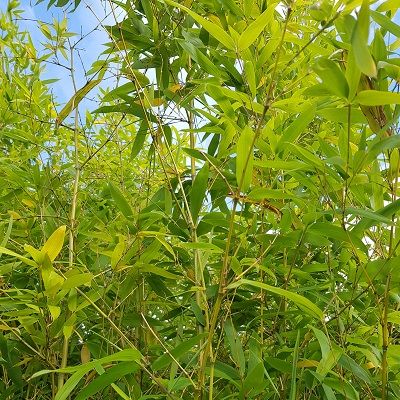 Phyllostachys aurea-Golden Bamboo