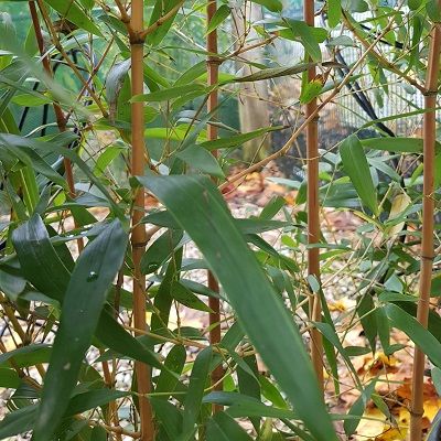 Phyllostachys vivax aureocaulis-Yellow Groove Bamboo