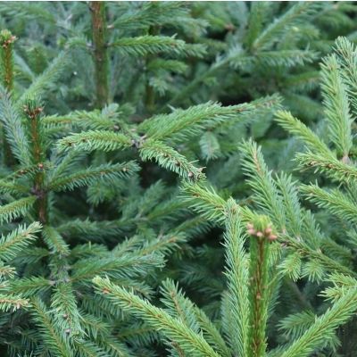 Picea abies (UK Grown)-Norway Spruce, Bareroot