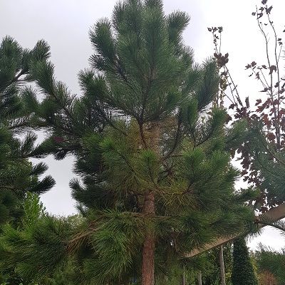 Pinus nigra Austriaca-Austrian Pine, Half Standard Form