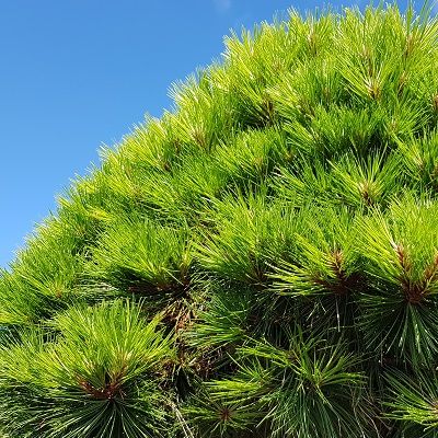 Pinus nigra Marie Bregeon-Dwarf or Ghost Pine