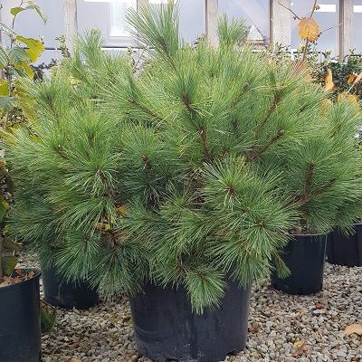 Pinus strobus Nana-Dwarf White Pine