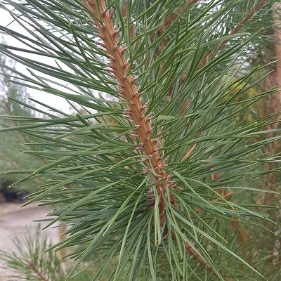Pinus sylvestris-Scots Pine