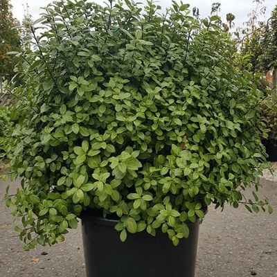 Pittosporum Golf Ball-Evergreen shrub, Box Alternative