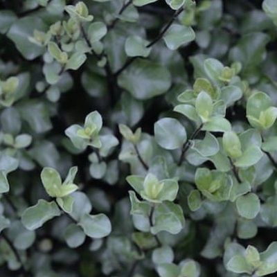 Pittosporum tenuifolium Wrinkled Blue-Evergreen Shrub Alternative to Box